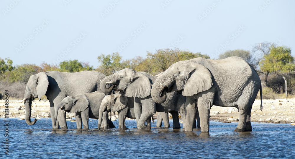 Obraz premium Etosha National Park Namibia, Africa elephants drinking.