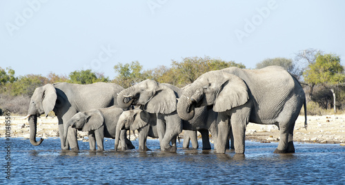 Etosha National Park Namibia  Africa elephants drinking.