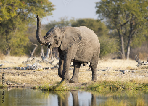 Etosha National Park Namibia, African elephant.