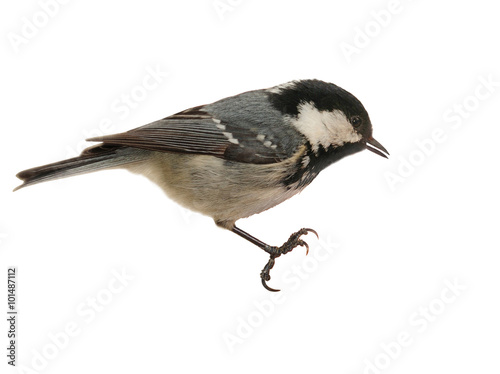 Coal Tit Perching - Isolated