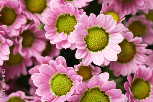 Multiple pink chrysanthemum flowers