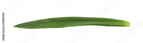 Single green chrysanthemus leaf isolated