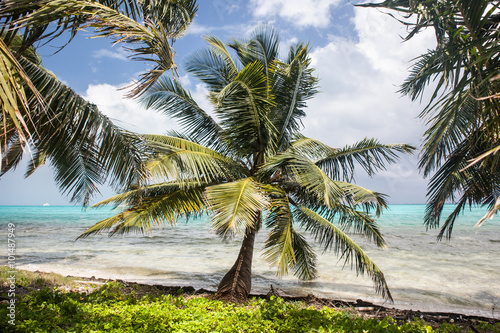 Coconut Palm on Island off Coast of Belize © ead72