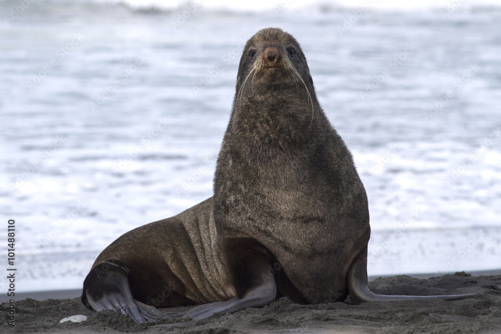 Ταπετσαρία Northern fur seal on the beach near the rookery