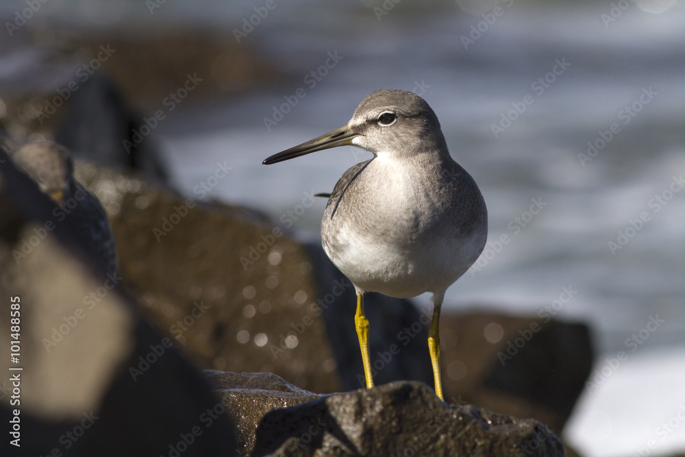 young grey-tailed tattler which stands on a rock by the ocean young grey-tailed tattler which stands on a rock by the ocean