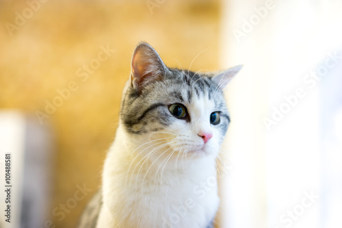 Fototapeta Naklejka Na Ścianę i Meble -  Persian cat sitting in the room