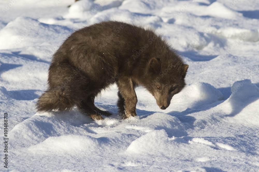 Commanders blue arctic fox which is bent back on the beach on a Commanders blue arctic fox which is bent back on the beach on a