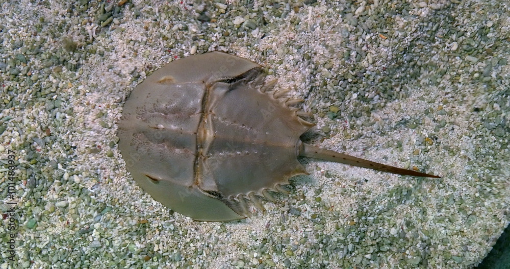 The Atlantic horseshoe crab, Limulus polyphemus, is a marine chelicerate arthropod. Despite its