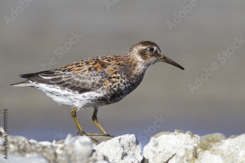 Rock sandpiper in a summer dress that stands on rocks on the oce