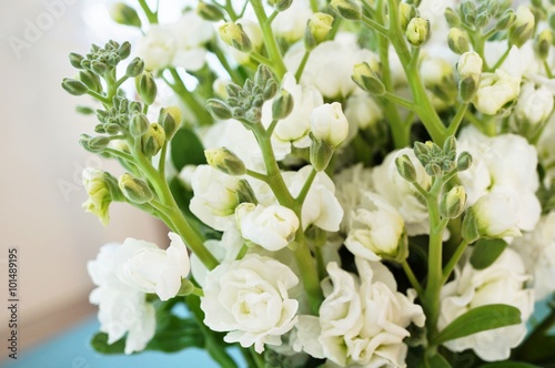 Bouquet of fragrant white stock flowers (matthiola)