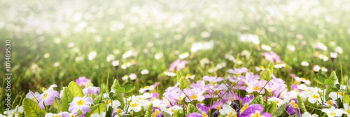 colorful flower panorama
