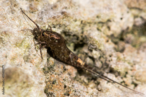 Dilta hibernica bristletail, a primitive insect. A wingless insect in the family Machilidae, order Archaeognatha
