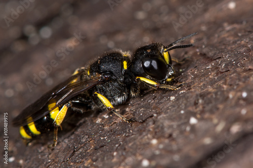 Ectemnius continuus digger wasp. A solitary wasp in the family Crabronidae, at rest on wood   © iredding01
