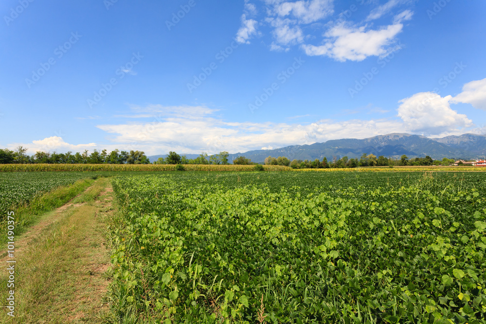 Agriculture, field of soybean
