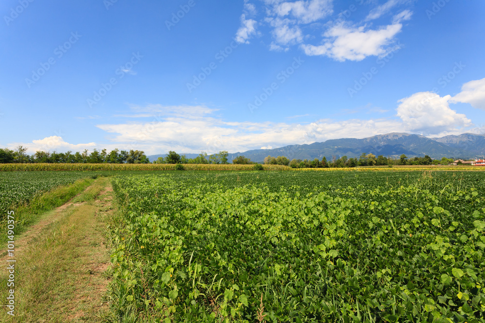 Agriculture, field of soybean Agriculture, field of soybean