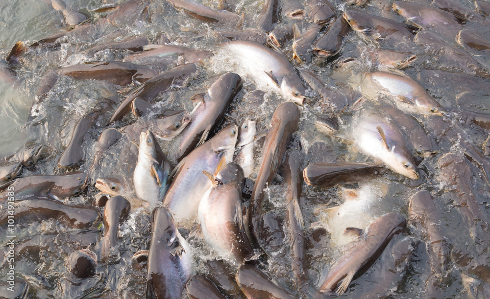Fotografie Striped catfish being fed in the river