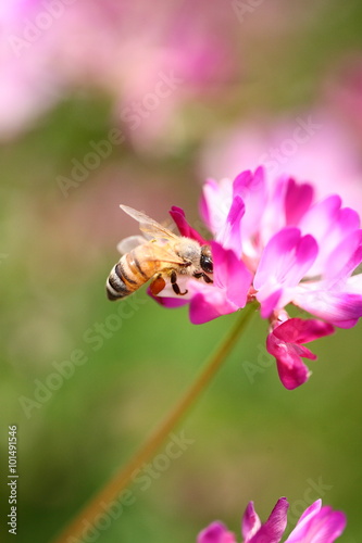 蜜蜂とレンゲの花
