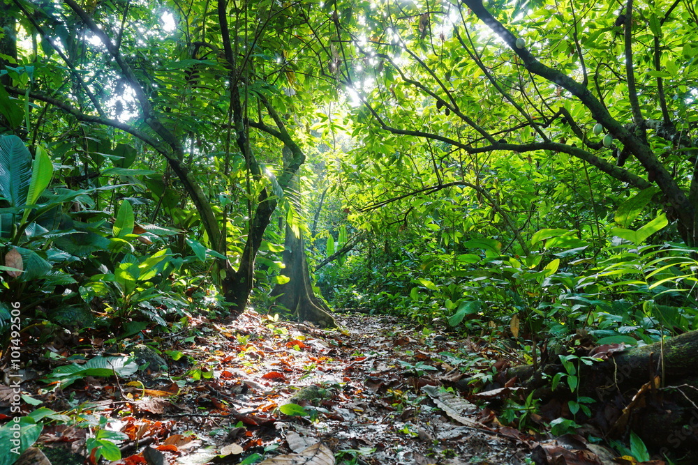 Naklejka premium Ścieżka otoczona bujną roślinnością dżungli