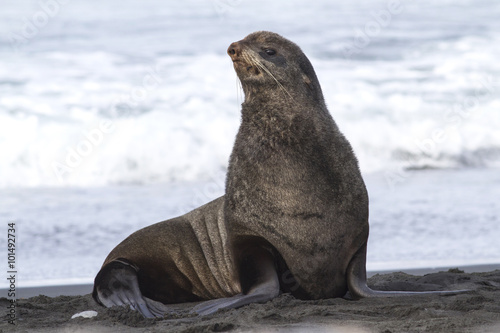 young male northern fur seal that sits on the beach on the Pacif