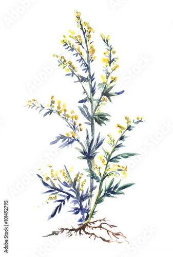 Common Wormwood, watercolor vector wormwood.