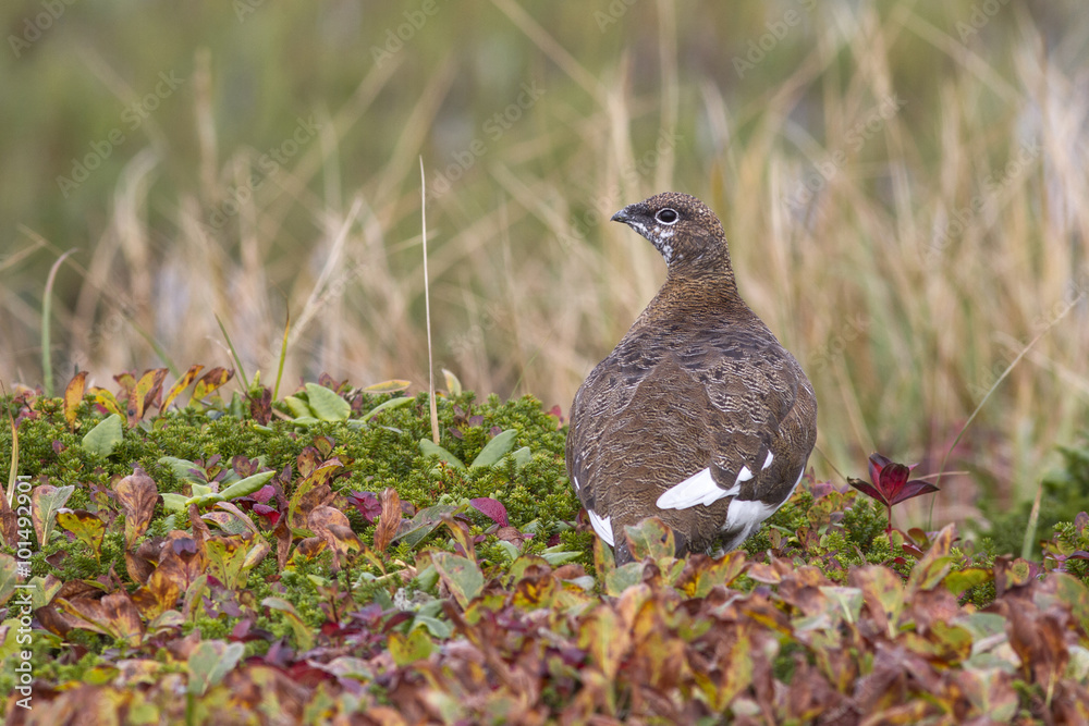 Obraz premium Rock ptarmigan which sits on the banks of the tundra lakes
