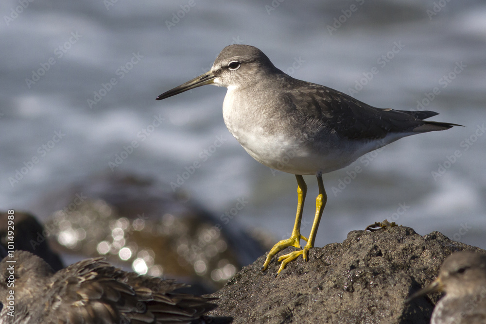 Siberian Tattler that stands on rocks in the surf autumn day
