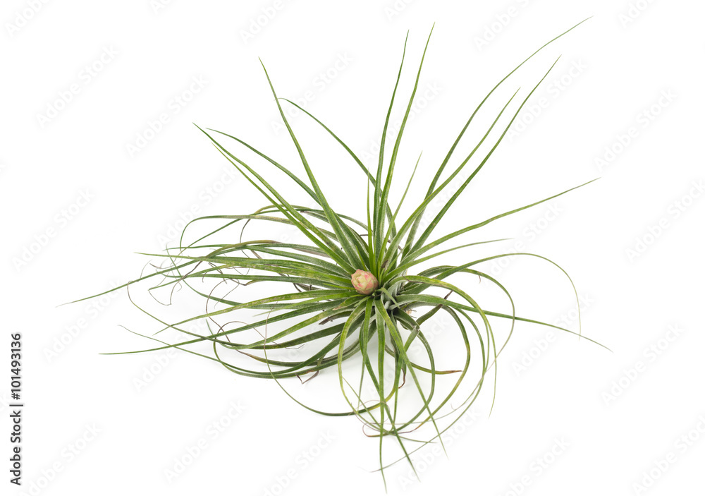 air plant Tillandsia isolated white background air plant Tillandsia isolated white background