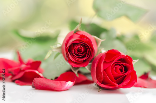 Beautiful red rose  Valentine day