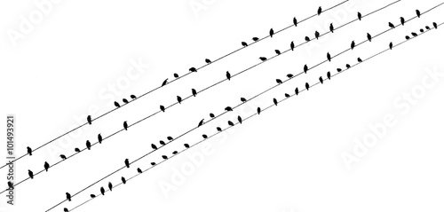 Photography Birds on a wire wide PDK slanted