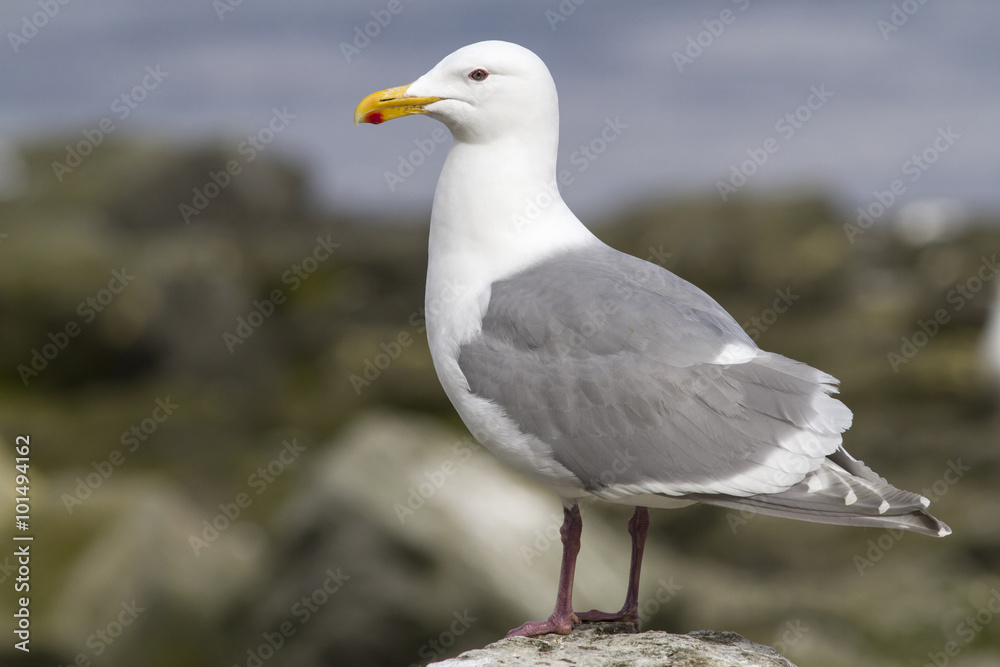 glaucous-winged gull is sitting on a rock by the ocean glaucous-winged gull is sitting on a rock by the ocean