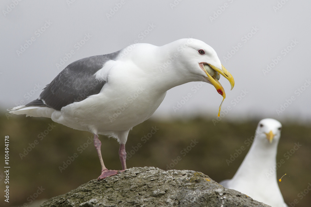 glaucous-winged gull with an egg cormorant in its beak glaucous-winged gull with an egg cormorant in its beak