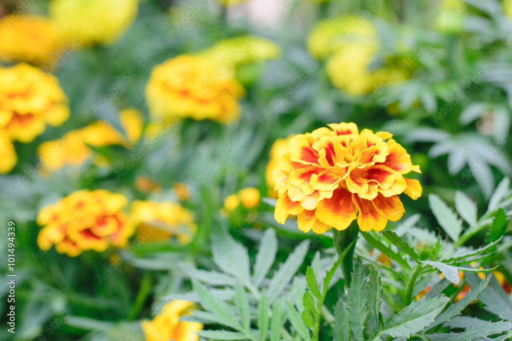 Marigold Flower Marigold Flower