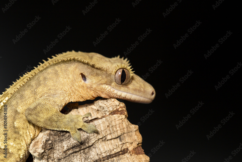Fototapeta premium Lateral view of a new Caledonian crested gecko