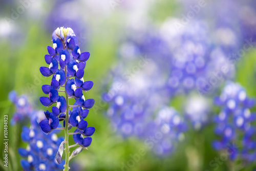 Fotografía Texas Bluebonnet (Lupinus texensis)