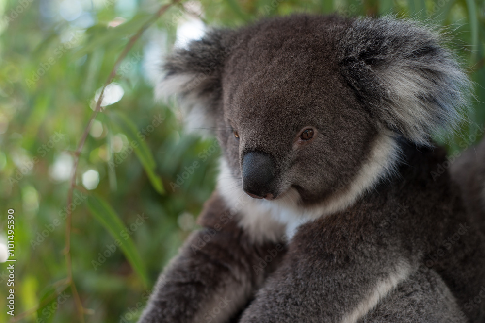 Obraz premium A koala bear sitting on a branch on a tree