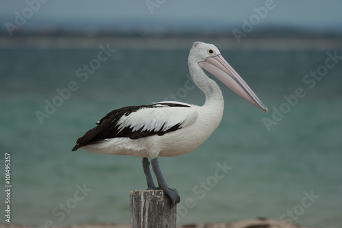 Pelican Standing on Wood