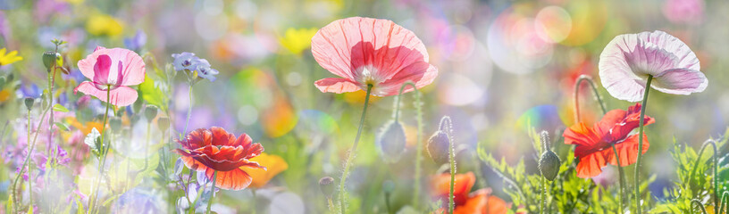 Papier peint photo Coquelicots Prairie estivale aux coquelicots écarlates  © Vera Kuttelvaserova