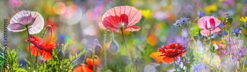 Fotografie, Obraz summer meadow with red poppies