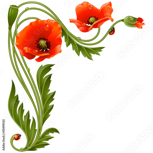 Fototapeta Naklejka Na Ścianę i Meble -  Vector corner pattern with red poppies and ladybug
