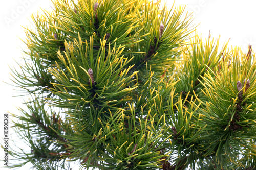  Pinus mugo Ophir photo