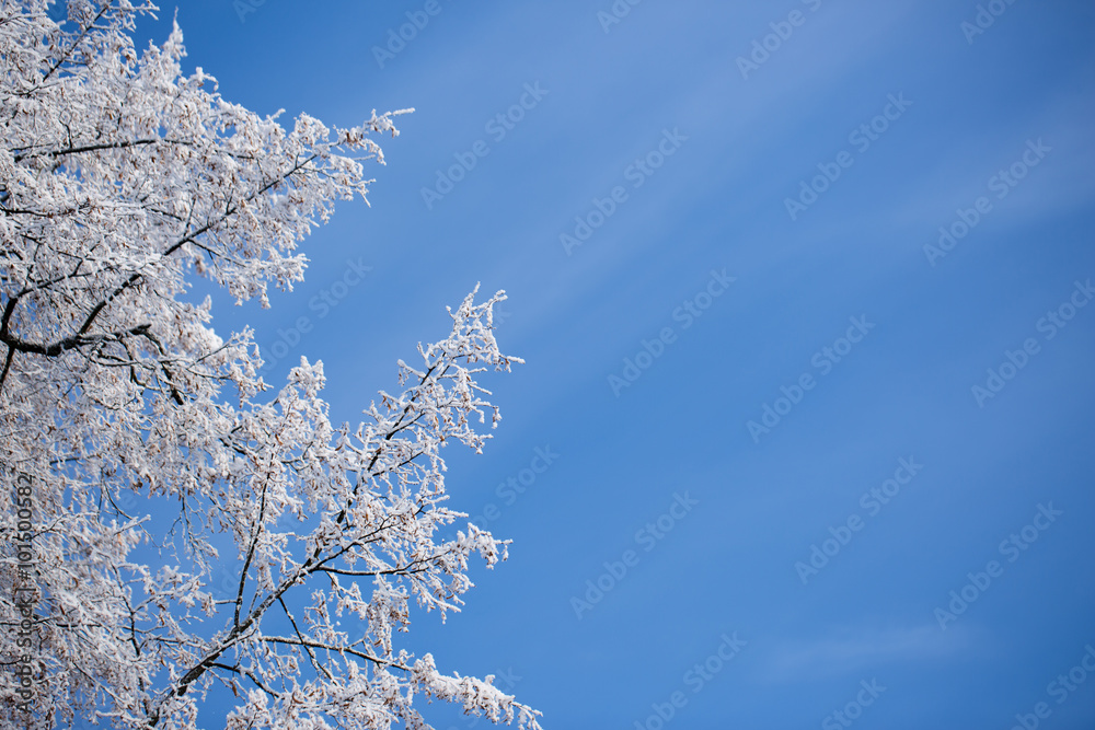winter winter