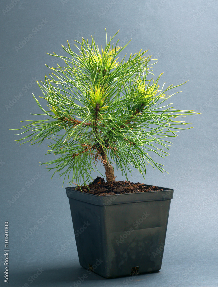 Pinus sylvestris Globosa Viridis in a pot Stock Photo | Adobe Stock