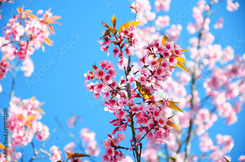 Cherry blossom with blue sky © Parn Yada
