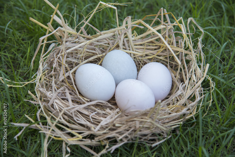 White eggs laying in bird nest White eggs laying in bird nest