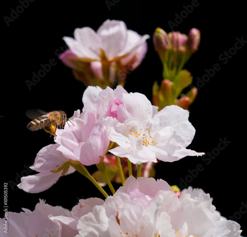 Biene mit Kirschblüten