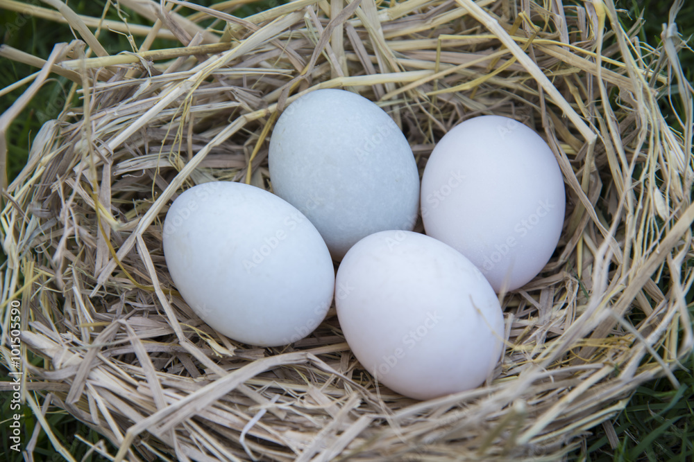 White eggs laying in bird nest