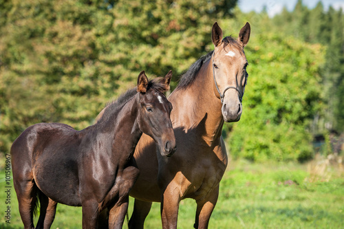 Beautiful mare with a foal in summer
