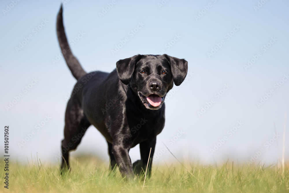 Black labrador retriever
