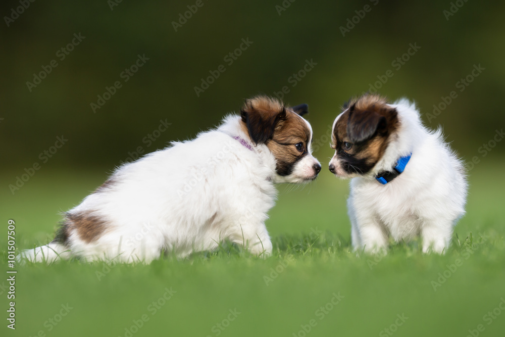 Two papillon dog puppies playing in the garden