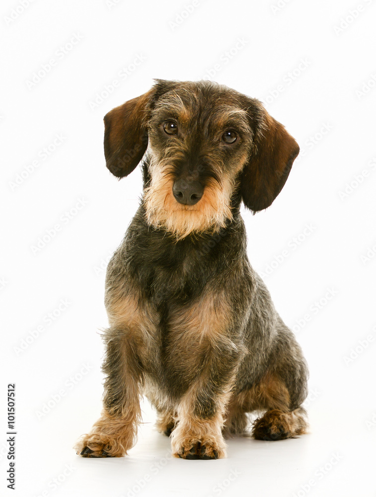 Wirehaired dachshund dog puppy